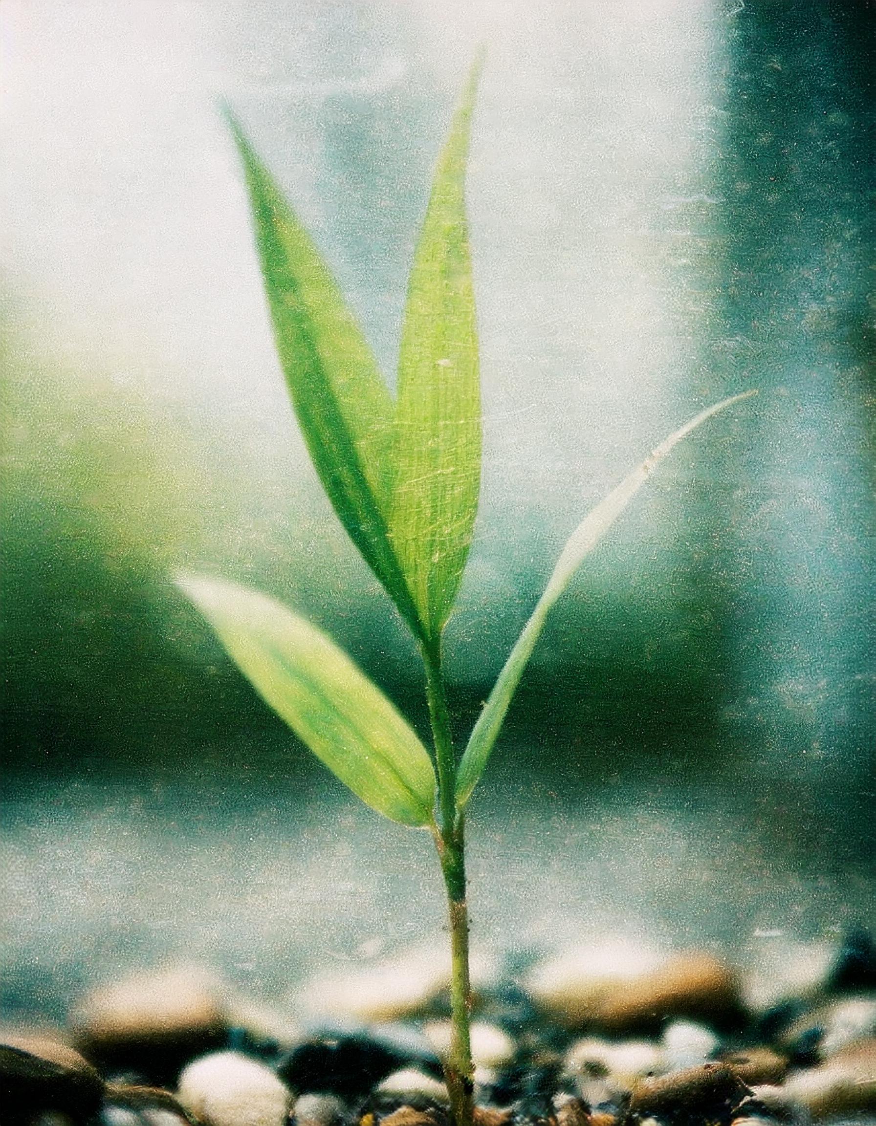 Programa Bambu de consultoria